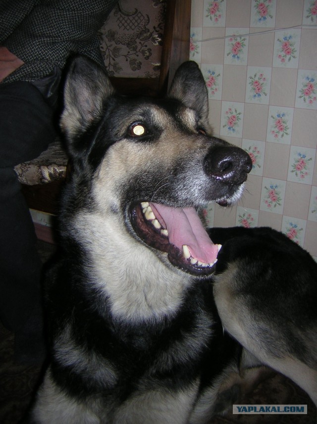 Мой малый друг Мухтар