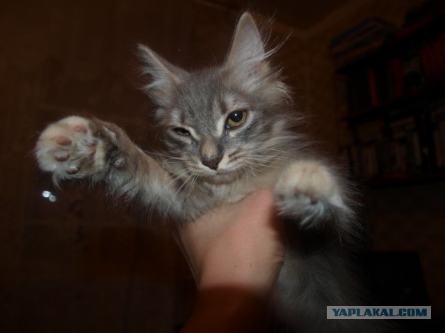 КотЭ