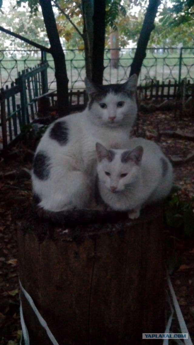 Котовторник 23.09.2014.