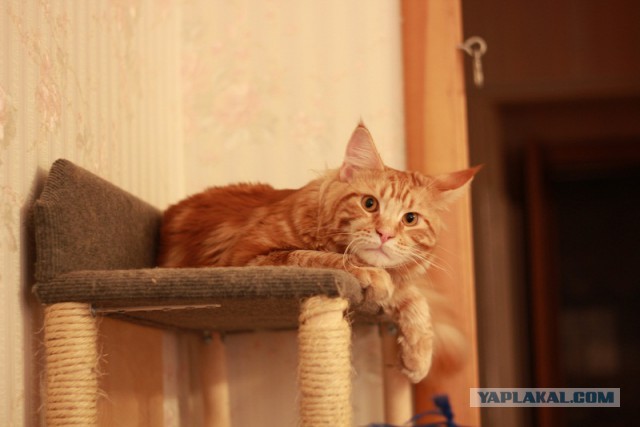 Котовторник 7.10.2014