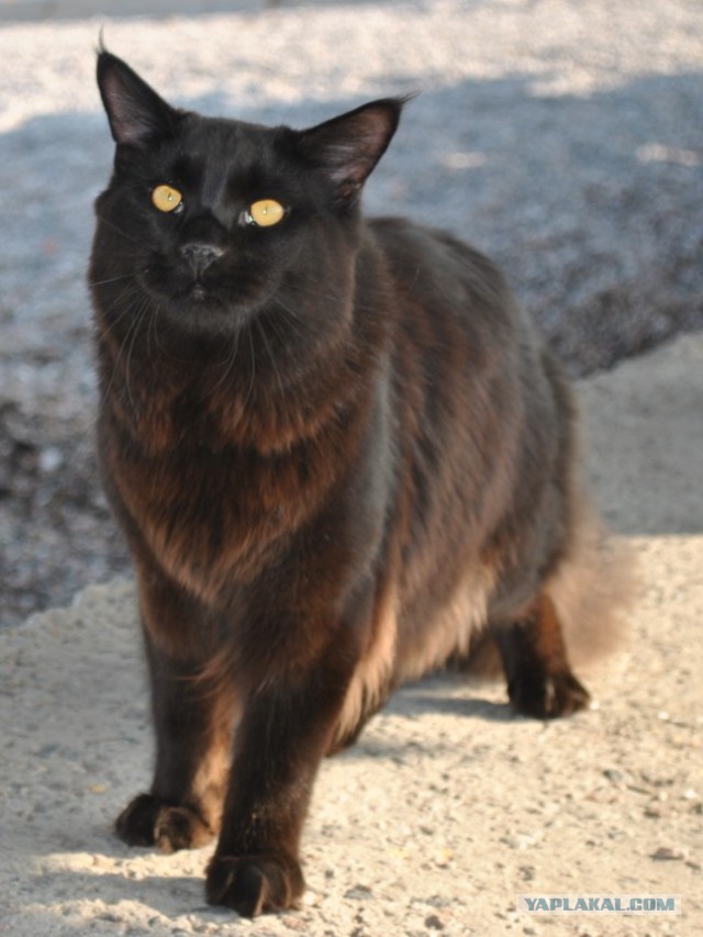 Мои мейн куны