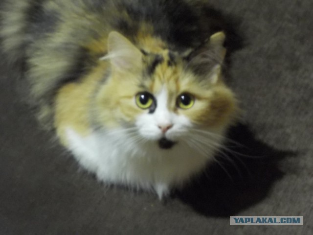 Котовторник 20.01.2015