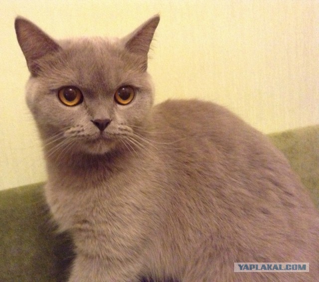 Котовторник 07 04 2015