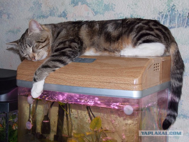 Про Тучку, которая стала Дымкой