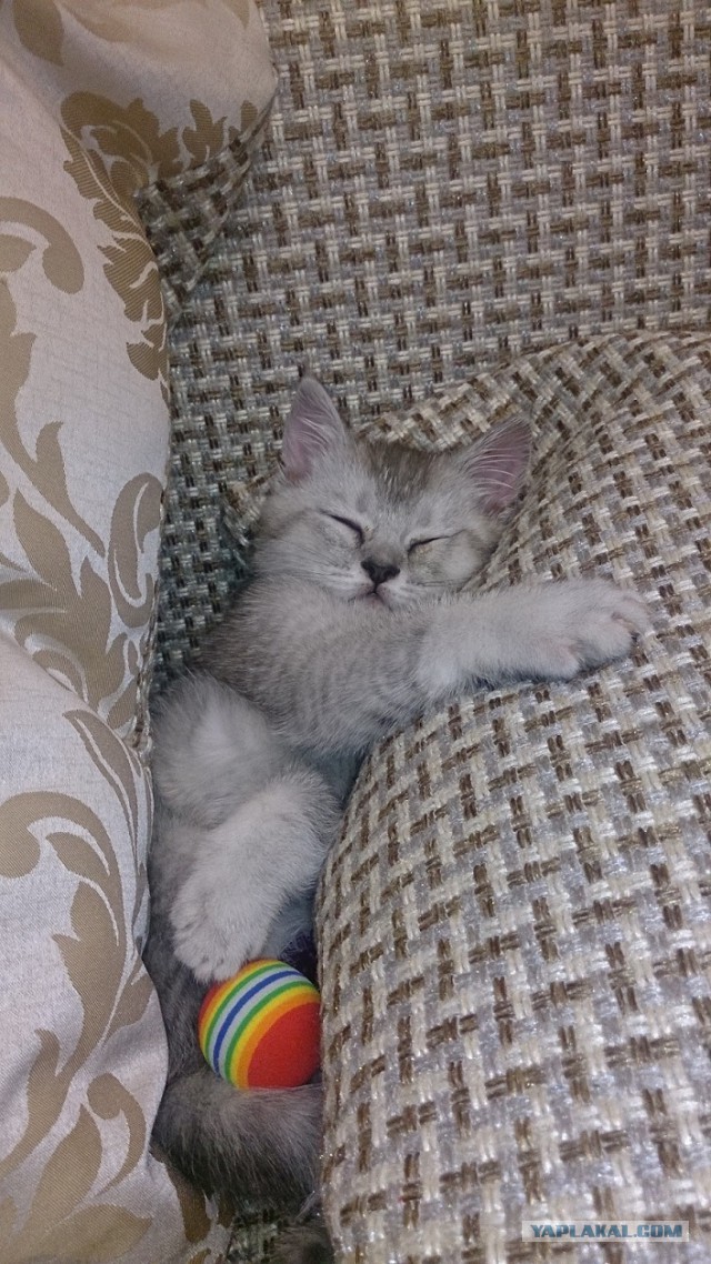 Котовторник