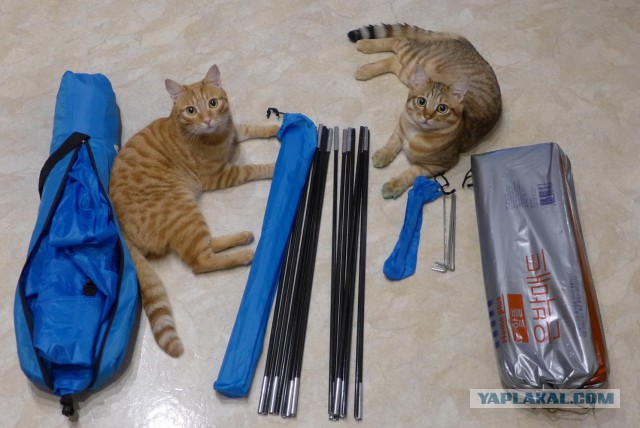 Котовторник