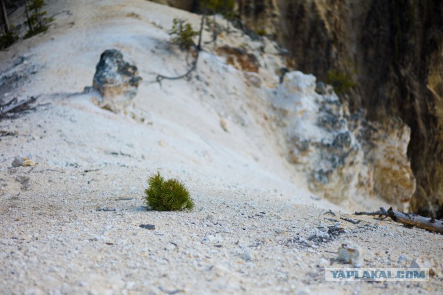 Пока не долбануло в Yellowstone