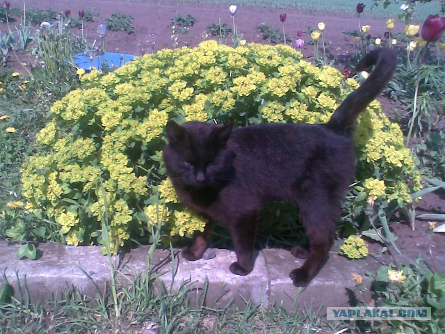 Котовторник 16.06.2015., Котовторник наступил!