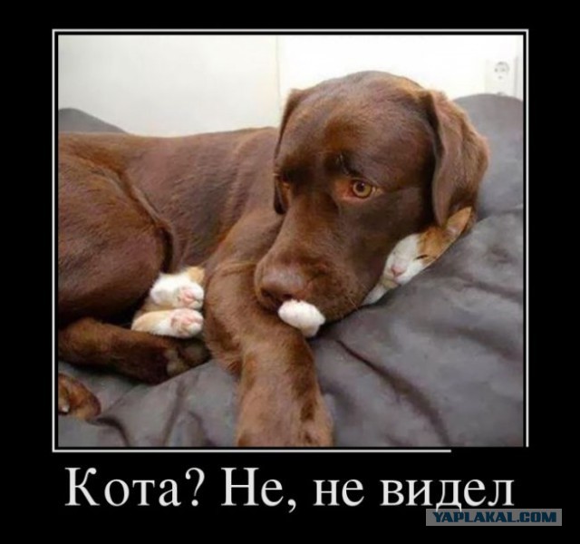 Котовторник  21.07.2015