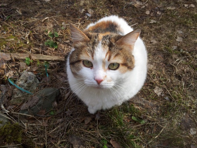 Хоть и не котовторник