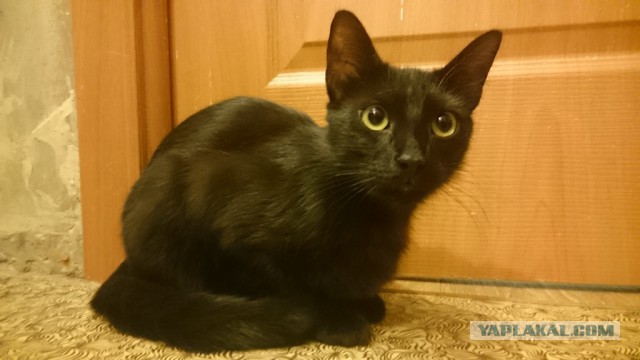 Пост невероятной кошачьей красоты. 25 фот.