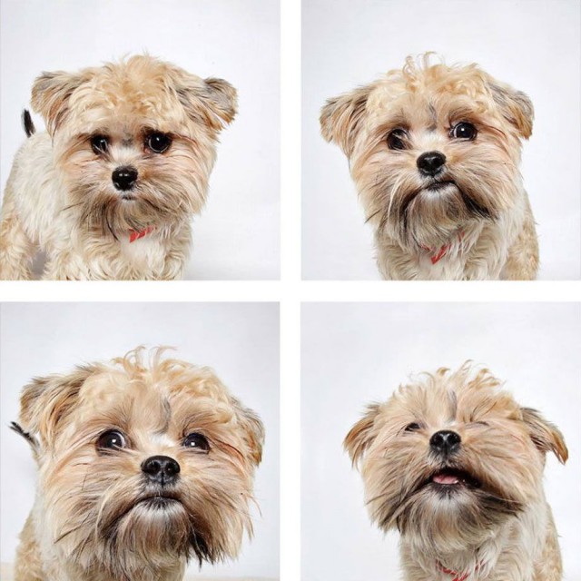 Приют для собак устроил им фотосессию для скорейшего поиска новых хозяев