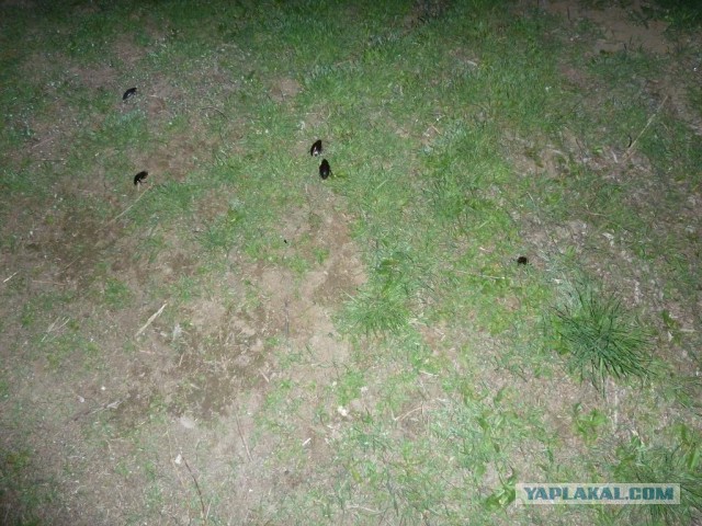 Апрельская Астрахань