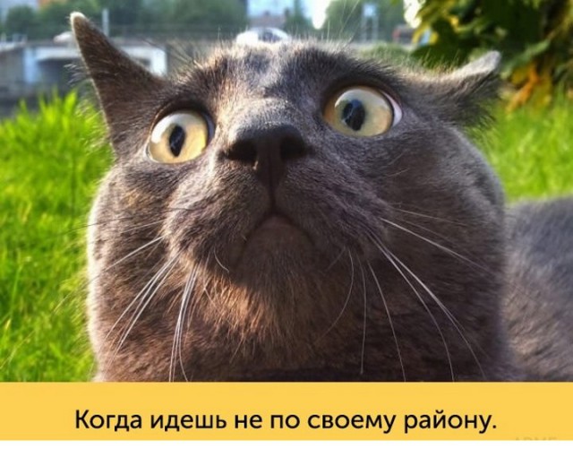 "Оскара" - котикам!