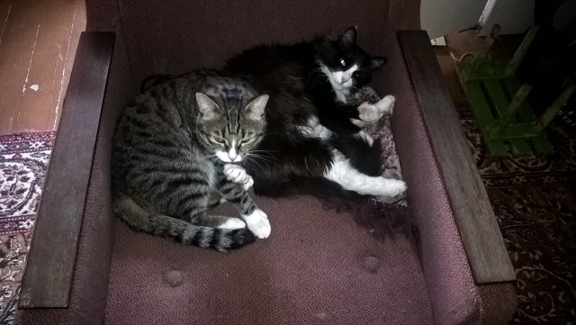 Котовторник 28.06.2016