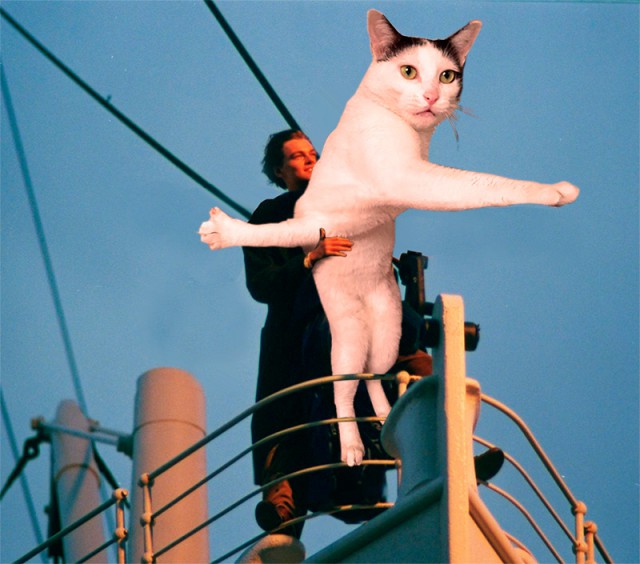 Фотожабы: Застрявшая кошка
