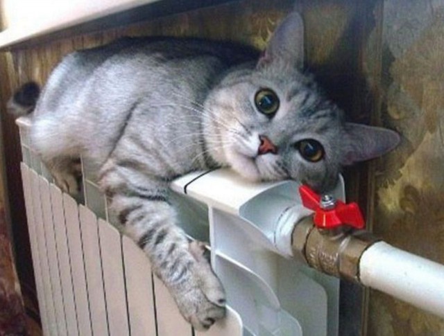 Прикольные животные
