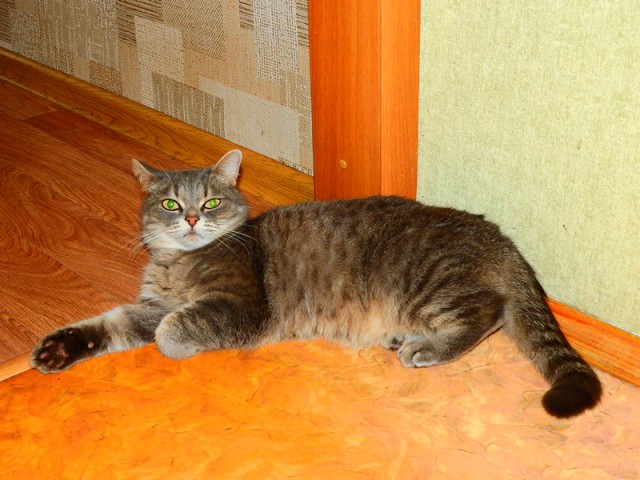 Котейки пост