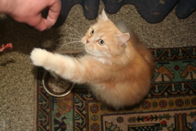 Коты из сети