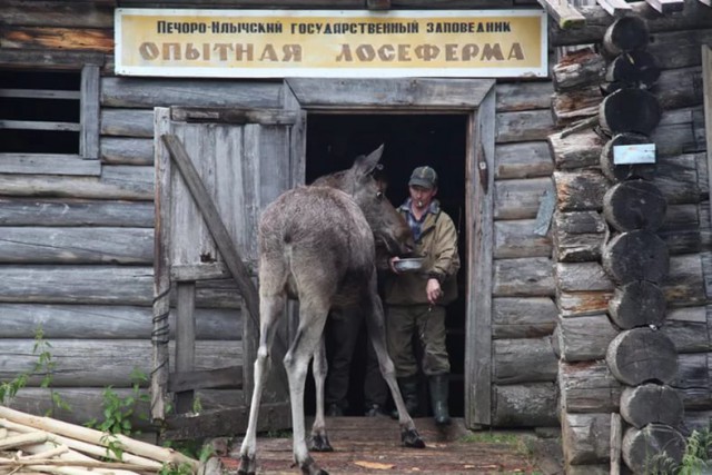 Лось Гриша живет на ферме, любит свою «маму» и дружит с собакой