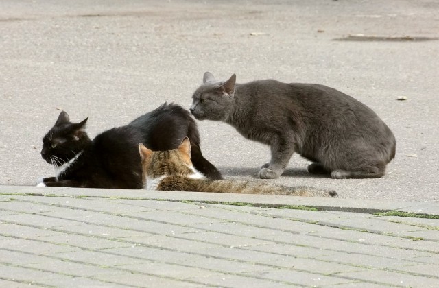 Коты и Кошки