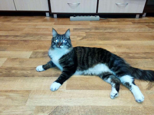 Котовторник 04/04/2017