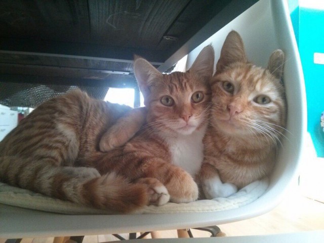 Коты и Кошки