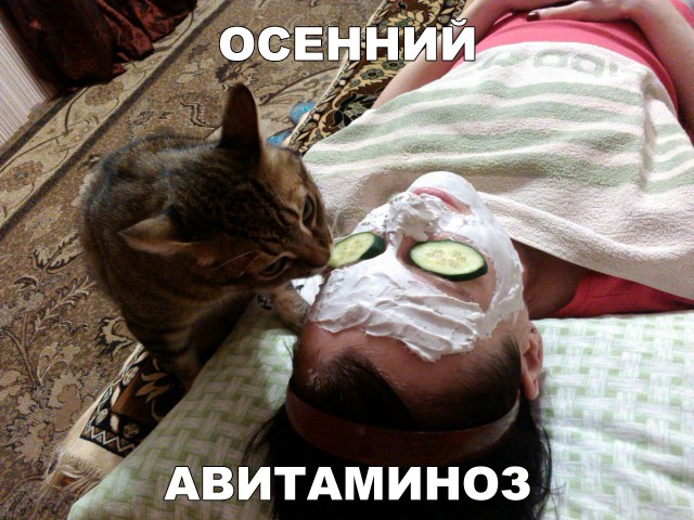 Коты и Кошки