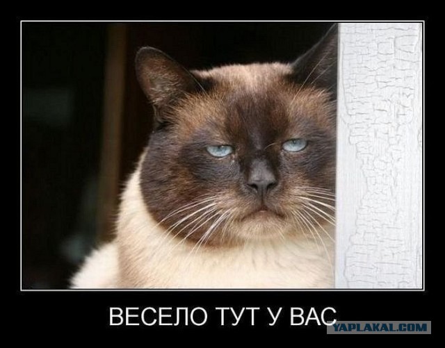 24 кота, которые подняли дерзость на новый уровень