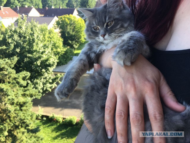 Котовторник  10.10.2017