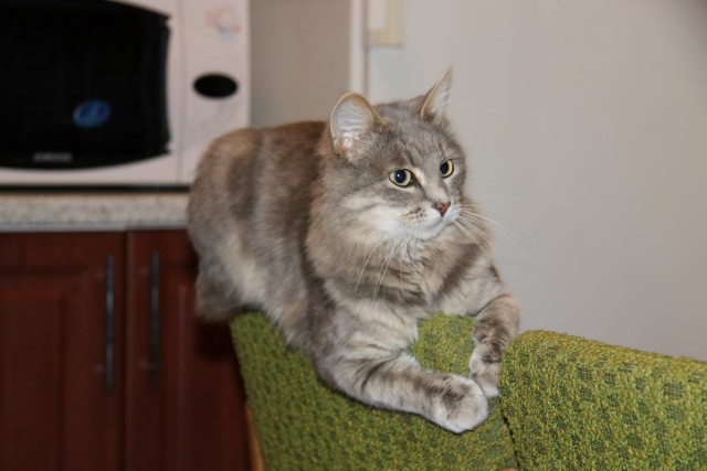 Коты и Кошки