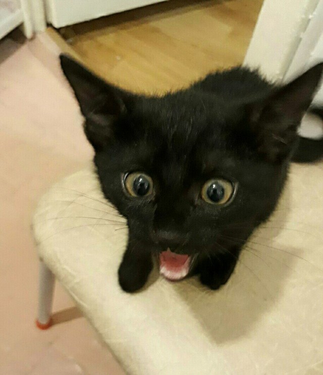 Коты и Кошки