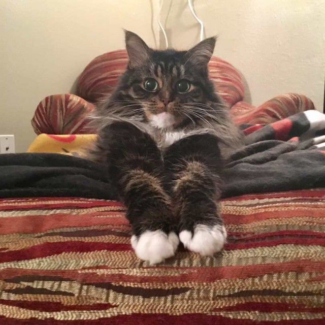 Коты и Кошки