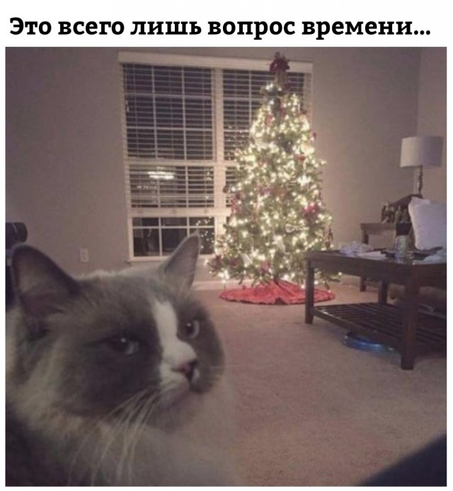 Коты и Кошки