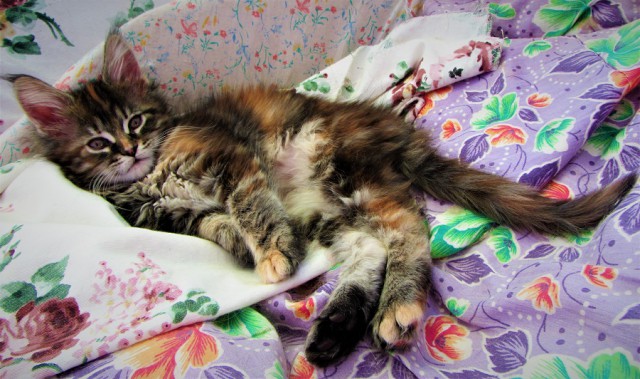 Котовторник 05.06.2018