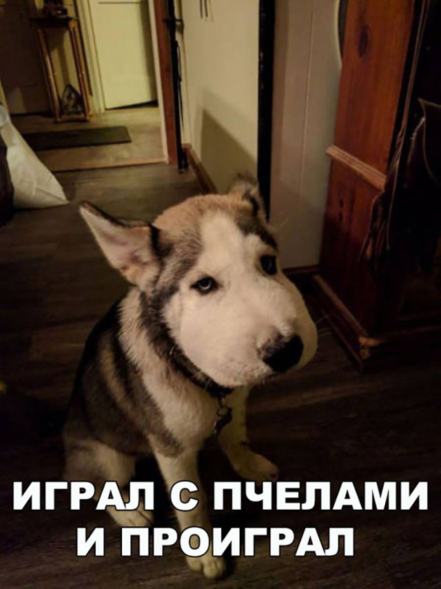 Нестандартный юмор