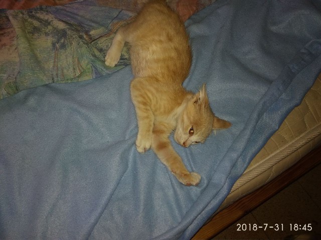 Котовторник  31.07.2018