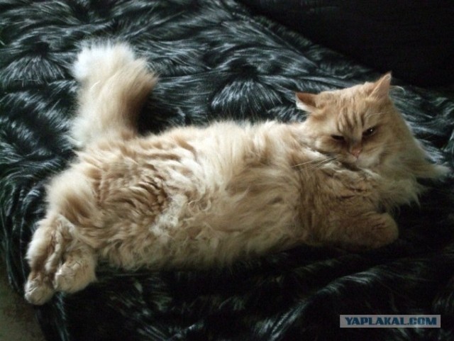 Начинаем котовторник!