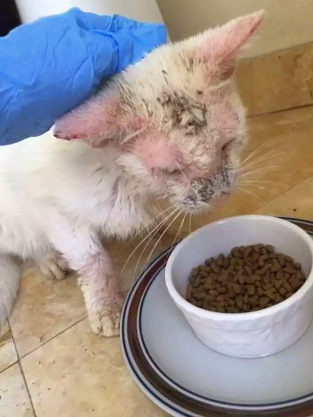 Прикольных котов пост