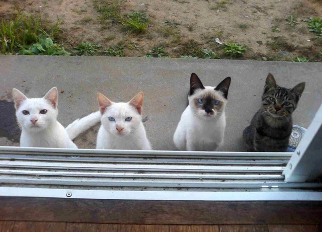 Котовторник!