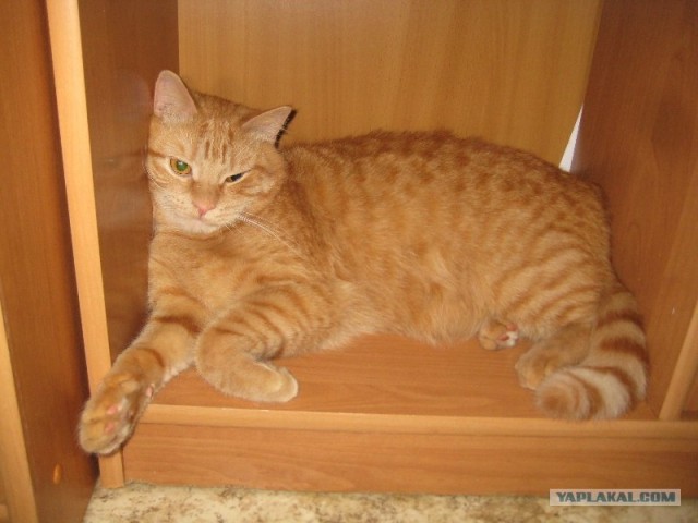 Кот нашел свою хозяйку, пройдя 250 км