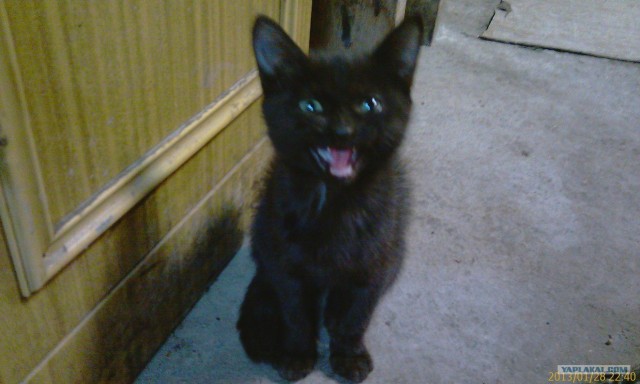Котовторник 29.01.2013