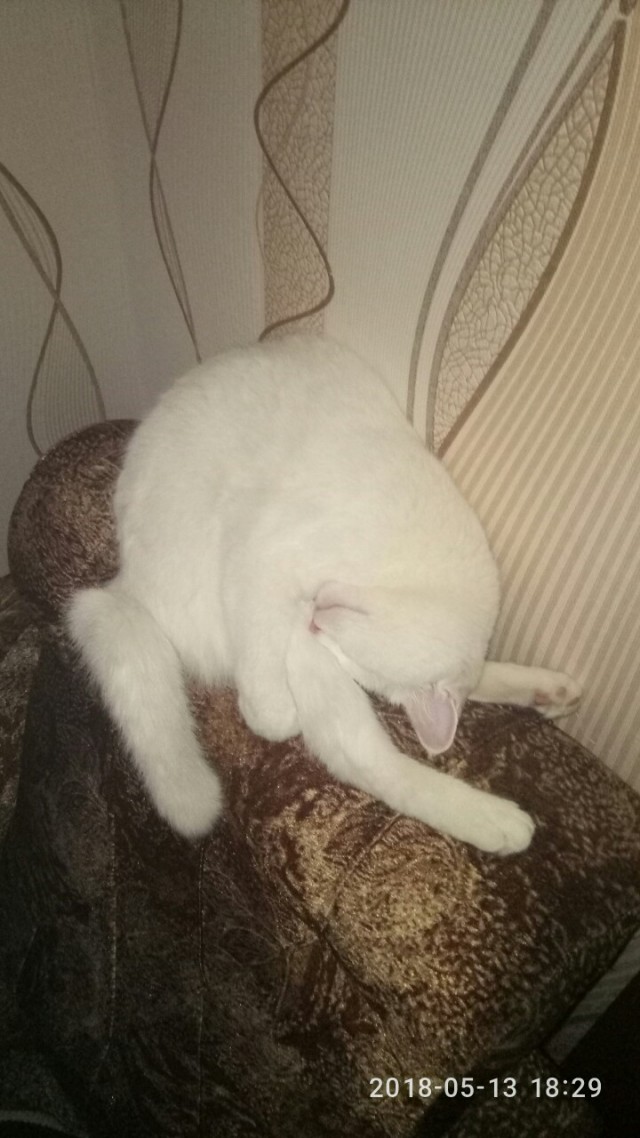 Забавные фото котеек