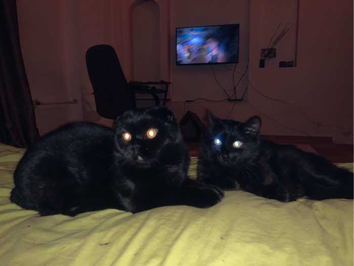 Котовторник 28.01.2020