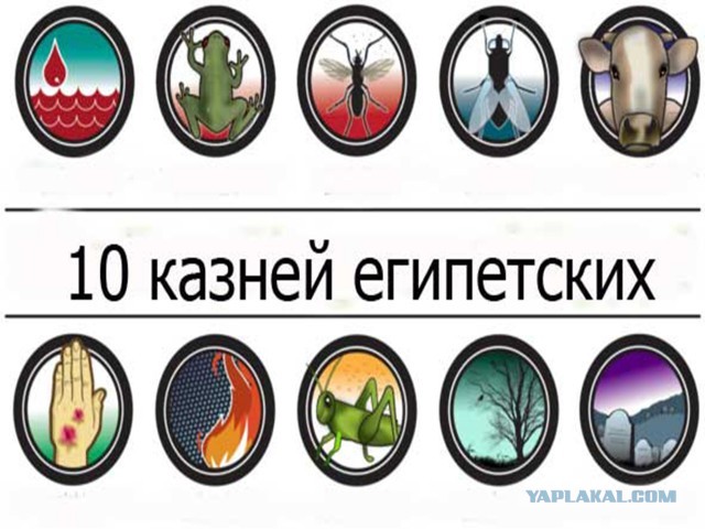 Красноярск атаковали полчища насекомых