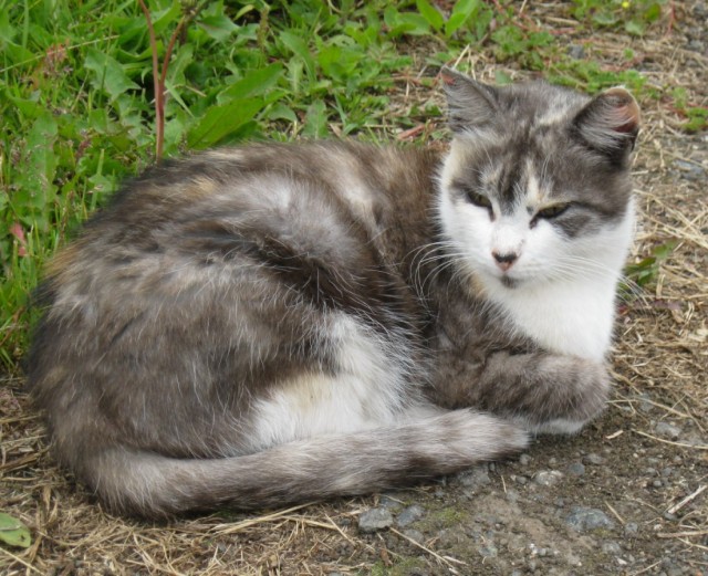 Почему котики топчут нас лапками