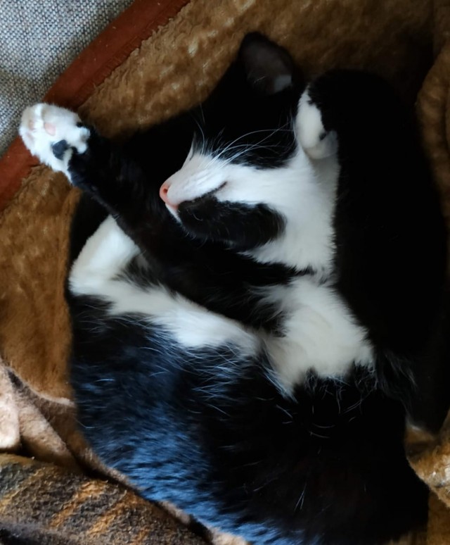 Даешь котовторник!