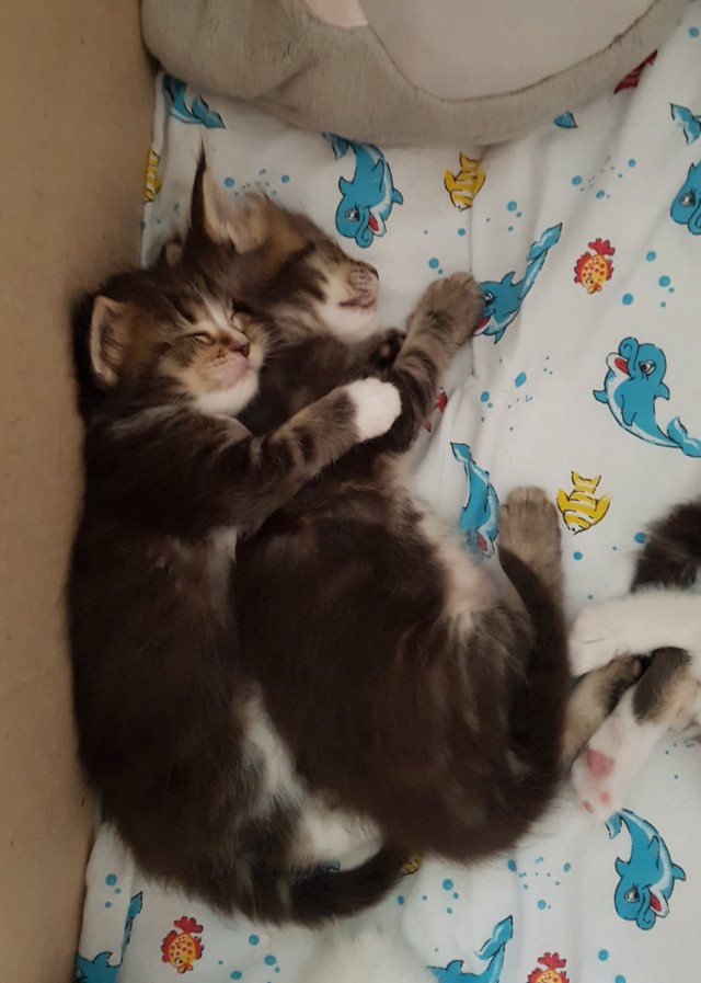 Погнали! С котовторником, други!