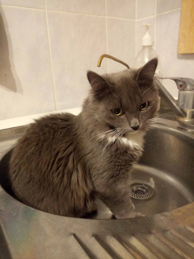 Вы, что спите? Вставайте, котовторник же!