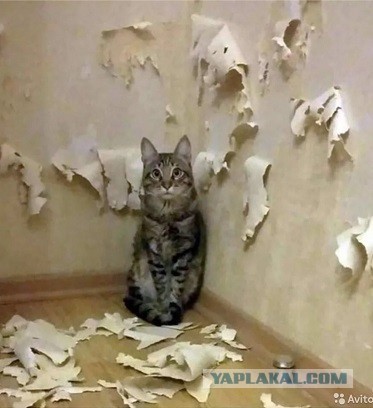 Вчера на Авито. Отдают сокровище бесплатно!